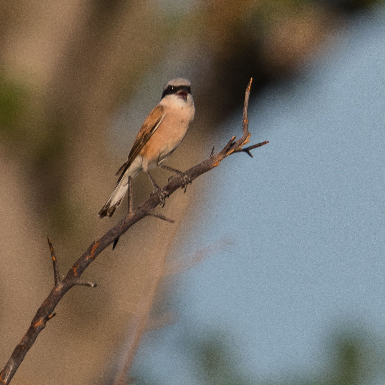 Pie-grièche écorcheur (Red-backed shrike, Lanius collurio), mâle adulte chantant, Shinde, Delta de l'Okavango, Botswana.